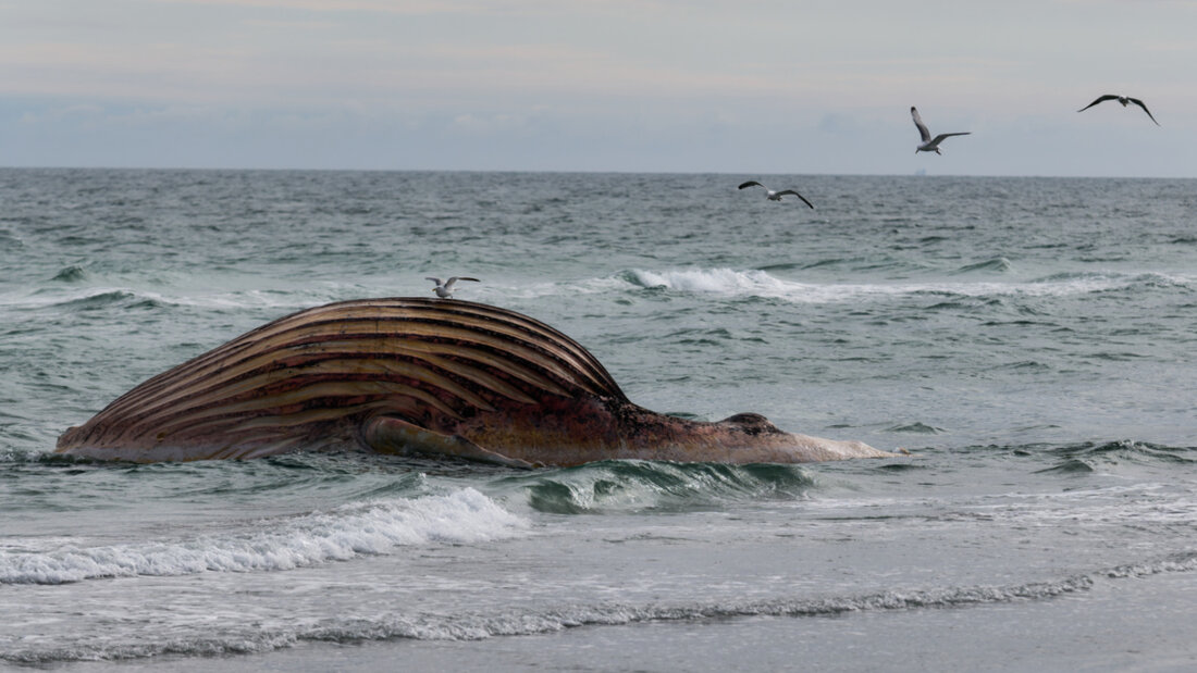 dpatopbilder - Der tote Wal liegt aufgebläht vor der dänischen Insel Anholt. Es handelt sich um den als Timmy bekannten Buckelwal, der Ende März erstmals vor Timmendorfer Strand gestrandet war und rund einen Monat später in die Nordsee transportiert wurde. Foto: Marcus Golejewski/dpa 20260528115153574.jpg