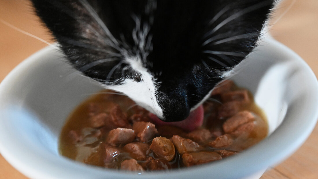 Die Katzen erhielten gemäss der Staatsanwaltschaft zu wenig zu fressen und waren mager. (Symbolbild) 20261013104446320.jpg
