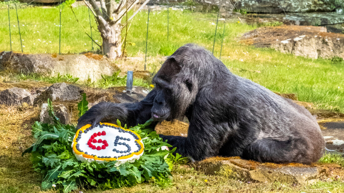 In Tierparks gibt es immer mehr betagte Tiere und zu wenig Platz für Nachwuchs. Forscher halten mehr gezielte Tötungen für nötig. (Archivbild) 20260121050046096.jpg