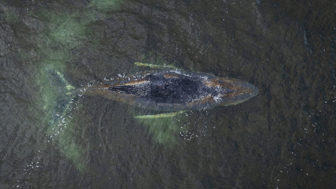 dpatopbilder - HANDOUT - Eine Drohnenaufnahme herausgegeben von Greenpeace zeigt den Buckelwal in der Wismarbucht. Der Buckelwal liegt noch immer in der Wismarbucht. Foto: Daniel Müller/Greenpeace Germany/dpa - ACHTUNG: Nur zur redaktionellen Verwendung im Zusammenhang mit der aktuellen Berichterstattung und nur mit vollständiger Nennung des vorstehenden Credits; keine Archivierung, 20260330070846774.jpg