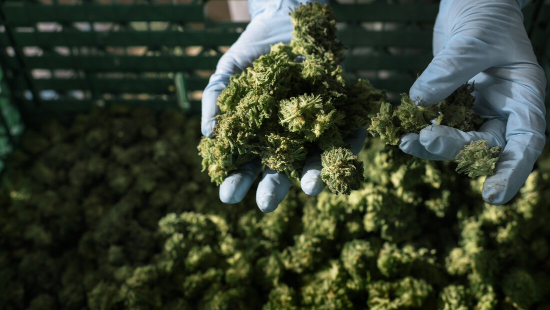 Die St. Galler Kantonspolizei entdeckte rund 120 Kilogramm Marihuana. (Symbolbild) 20260730092811314.jpg