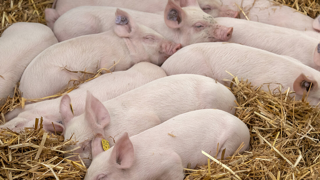 Die neuen Anforderungen gelten für alle Schweinehaltungen, von professionellen Zucht- und Mastbetrieben bis zu Hobbyhaltungen. (Archivbild) 20260928161650066.jpg