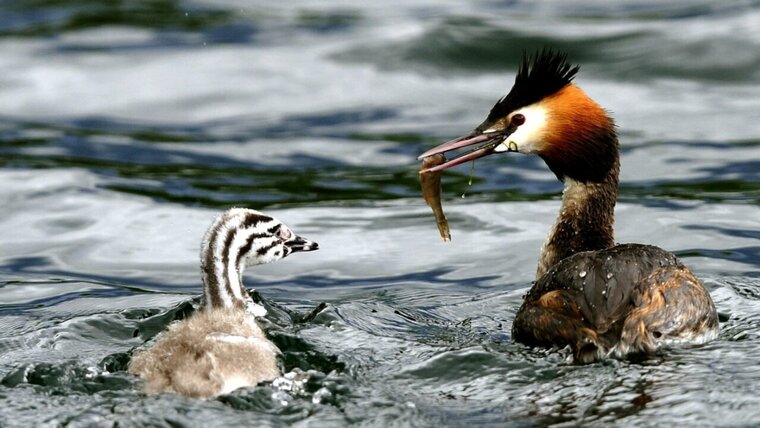 KEYSTONE/SIGI TISCHLER 20250819135303805.jpg