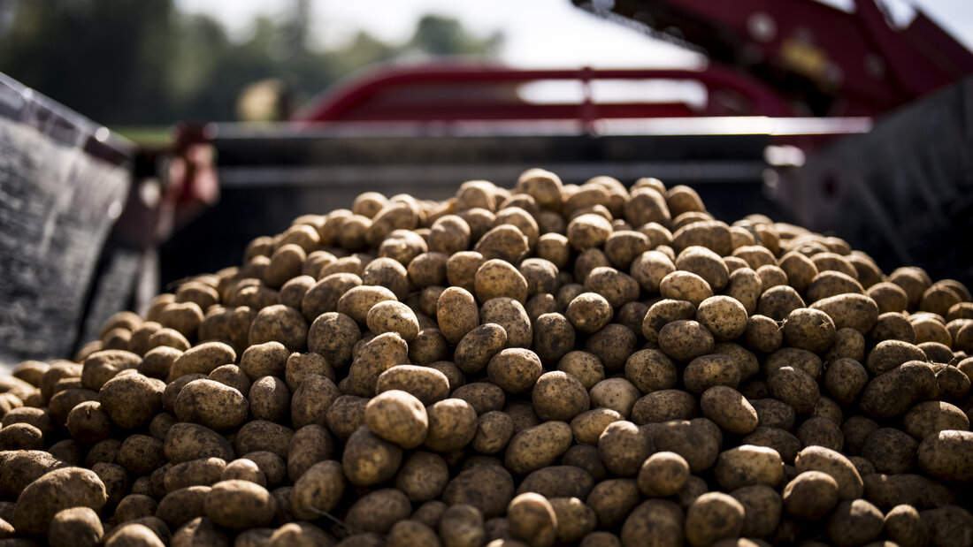 Der Hitzesommer 2026 setzte den Kartoffeln zu. Noch nie seit Messbeginn wurden so wenige Kartoffeln in der Schweiz geerntet. 20260903084529133.jpg