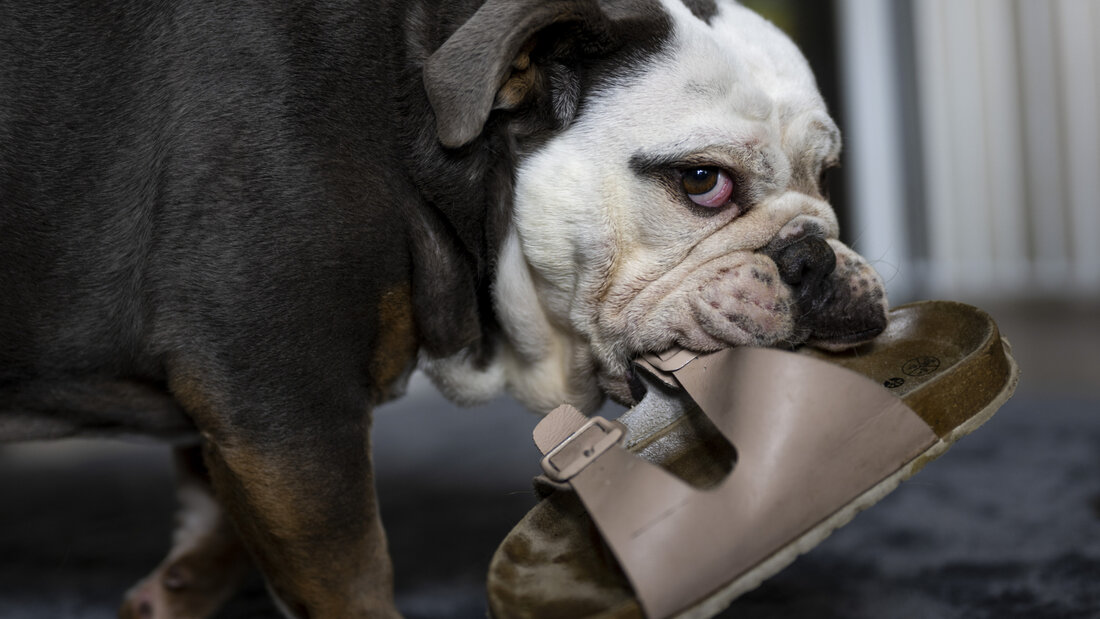 Die St. Galler Staatsanwaltschaft bestraft einen Hundehalter, weil er seine Bulldogge vernachlässigte. 20260909121859688.jpg