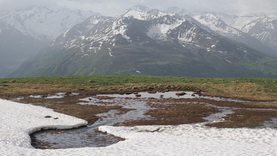 Nach der Schneeschmelze beginnen die Pflanzen des Bergfrühlings zu spriessen. 20250516110255307.jpg