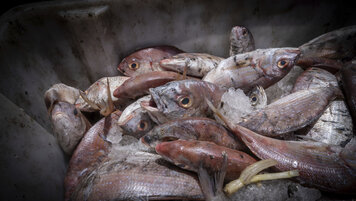 KEYSTONE/AP/GRACE EKPU 20260416161651668.jpg