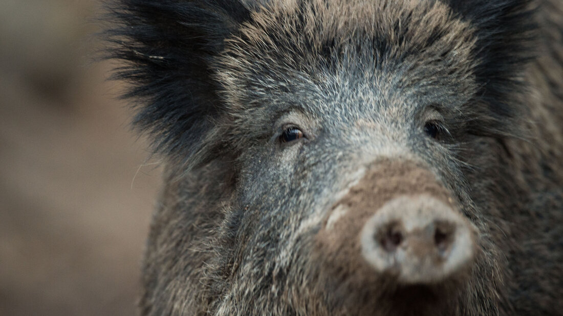 In Italien gibt es seit Jahren erhebliche Probleme mit Wildschweinen, besonders für Landwirte. (Archivbild) 20260704110304839.jpg