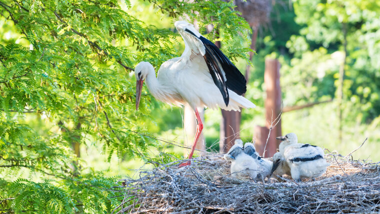 Zoo Basel 20250716103658460.jpg
