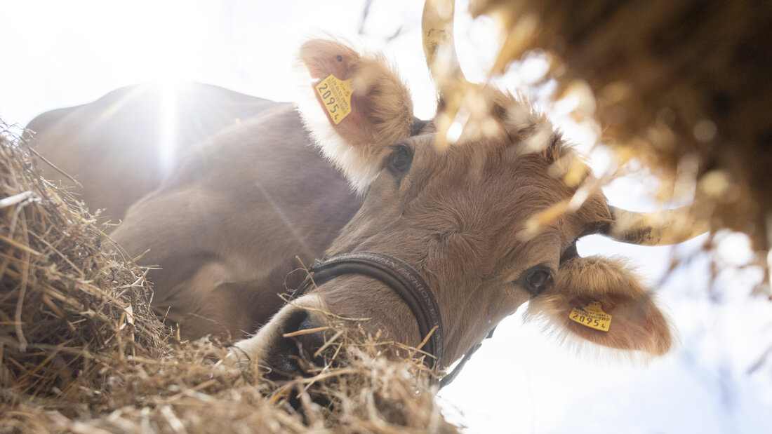 Wegen der anhaltenden Trockenheit können Bauern nicht genügend Futterreserven anlegen. Der Zürcher Bauernverband lanciert deshalb eine Onlinebörse für Futter. Im Bild Kuh Flöckli beim Fressen von Heu, das eigentlich für den Winter gedacht wäre. (Archivbild) 20260804164138395.jpg
