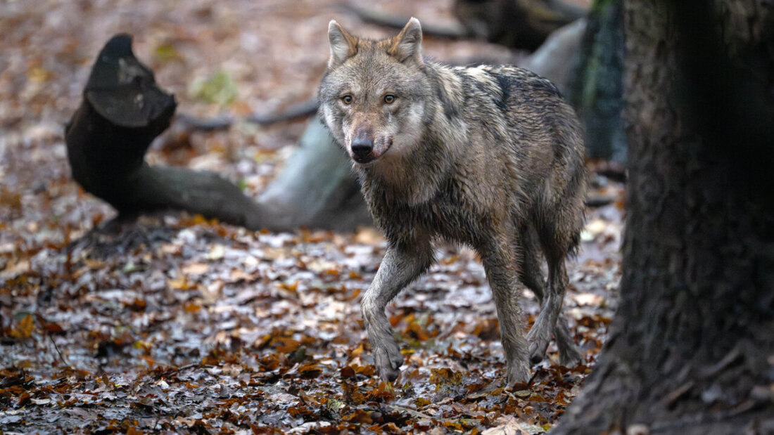Ein mit einem GPS-Sender ausgestatteter Wolf legte in der Schweiz auf dem Land und zu Wasser riesige Strecken zurück. (Symbolbild) 20260222104027838.jpg