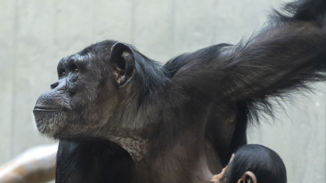Schimpansen lassen sich vom Gähnen von Robotern anstecken. (Archivbild) 20250605140017311.jpg