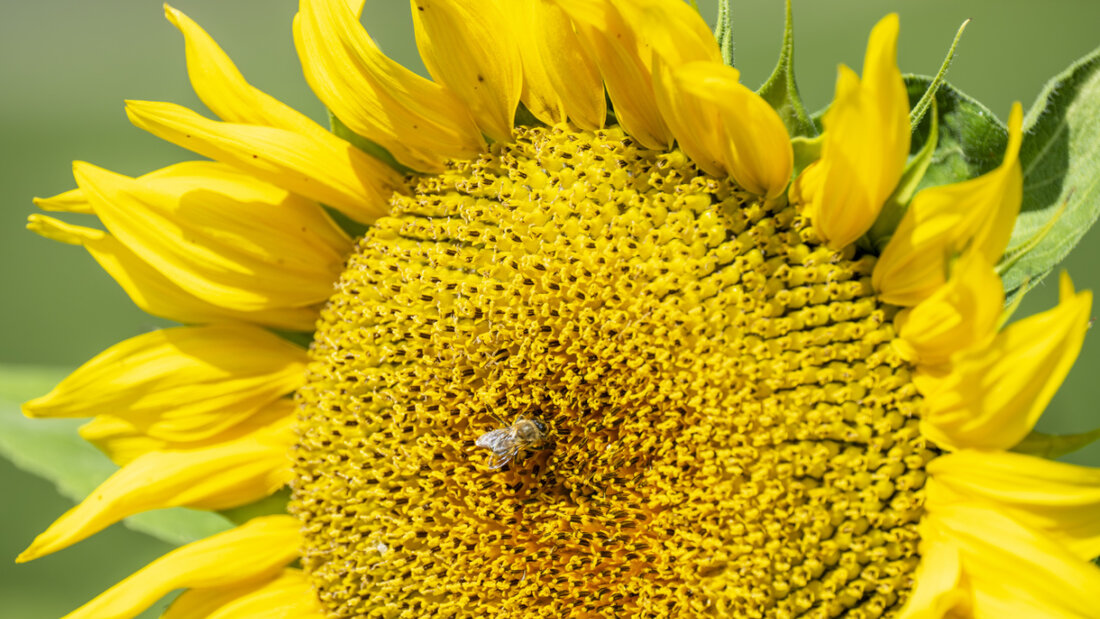 Die Allseeds Switzerland SA ist seit 28 Jahren in der Ukraine im Getreide- und Ölhandel tätig. (Symbolbild) 20251220140754283.jpg