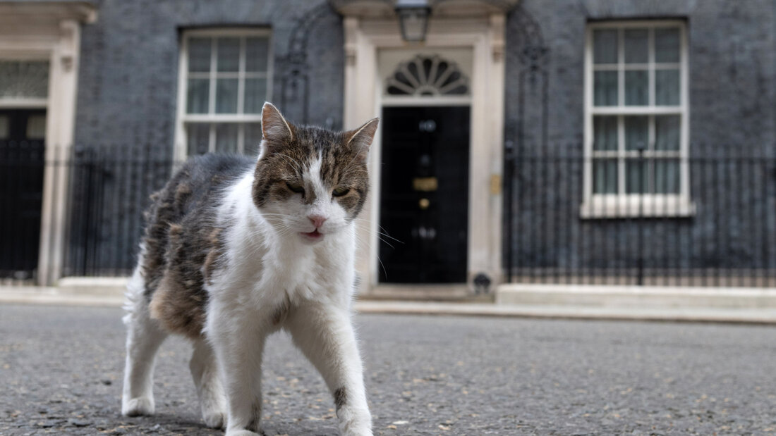 ARCHIV - Kater Larry geht in der Downing Street spazieren. Foto: Thomas Krych/AP/dpa/Archivbild 20260822073826350.jpg