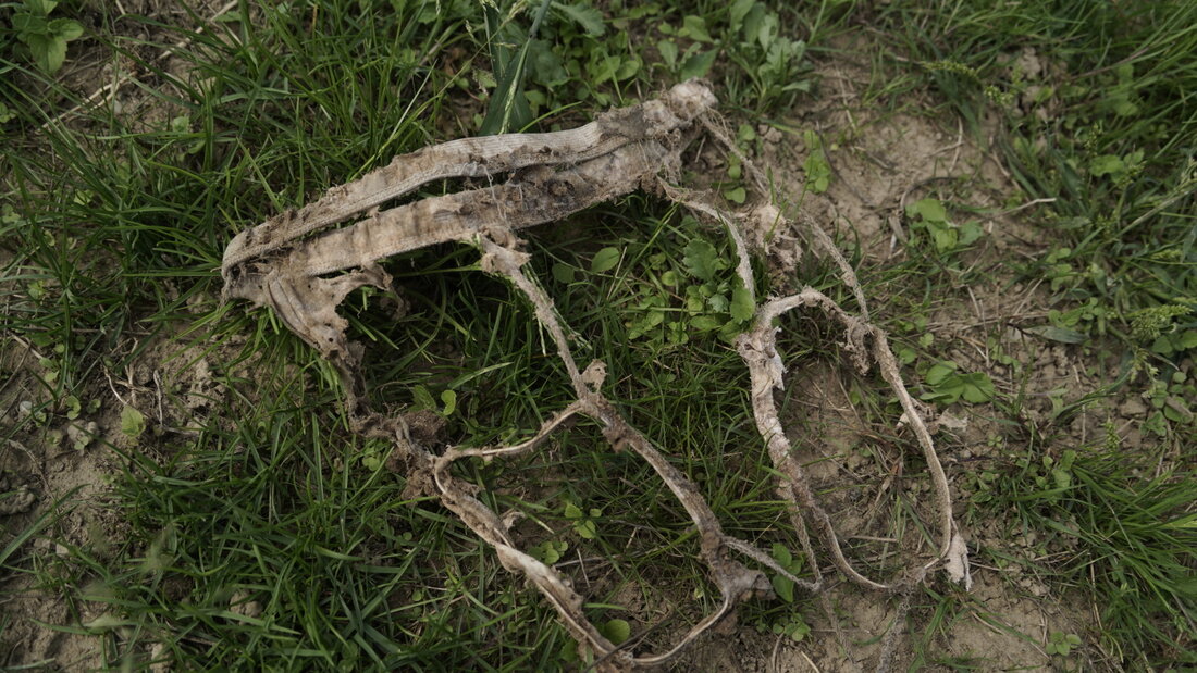 Je stärker die Unterhosen nach einer bestimmten Zeit zersetzt waren, desto mehr Bodenlebewesen wie Bakterien, Pilze, Regenwürmer und Insekten waren im Boden aktiv. (Archivbild) 20260826124915856.jpg