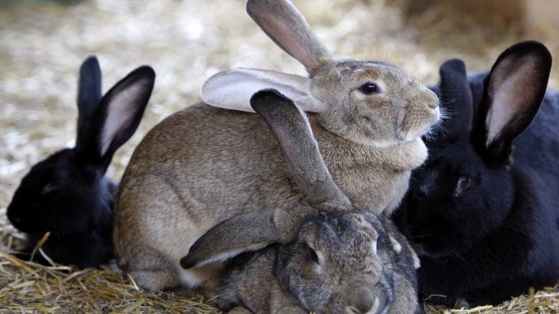 Bei einem Tierhalter in Ebnat-Kappel SG entdeckten Kontrolleure mehrere Kaninchen, die an einer hochansteckenden Krankheit litten. (Symbolbild) 20260621090026264.jpg