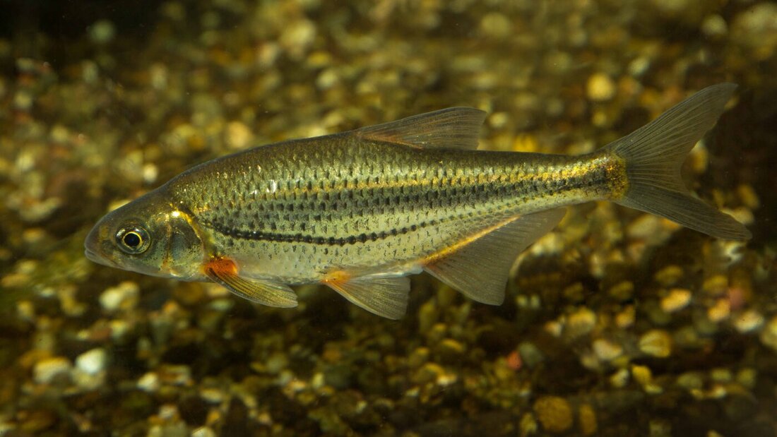 Fische wie der Strömer schaffen es jetzt über die Zürcherschwelle. (Symbolbild) 20260828135911879.jpg