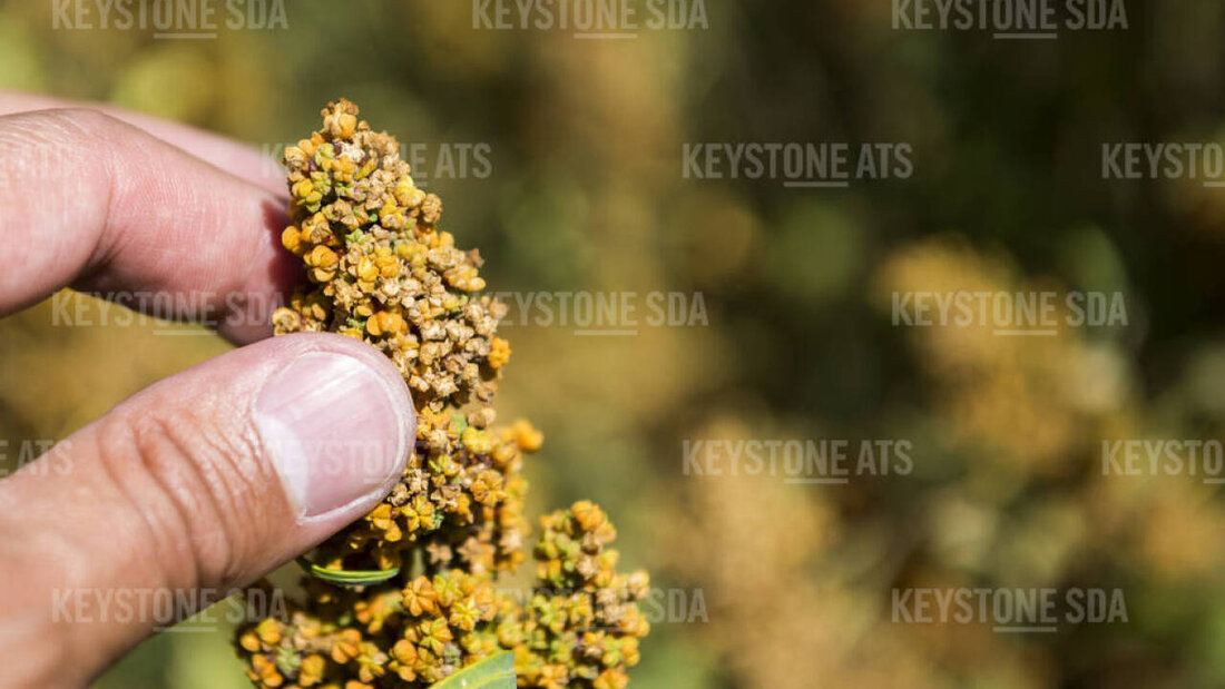Weil die Konsumenten aus Preisgründen einheimisches Quinoa verschmähten, stellte IP Suisse das entsprechende Programm ein: Quinoa-Ähre auf einem Acker in Villargiroud FR. (Archivbild) 20250710103036658.jpg