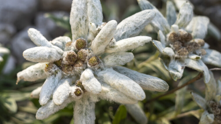 KEYSTONE/GEORGIOS KEFALAS 20250925110024581.jpg