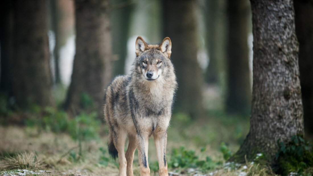 Die neuste Rissbilanz zeigt einen leichten Rückgang in der Schweiz, trotz wachsender Wolfspopulation. Umweltverbände sehen darin einen funktionierenden Herdenschutz. (Archivbild) 20251030095220556.jpg