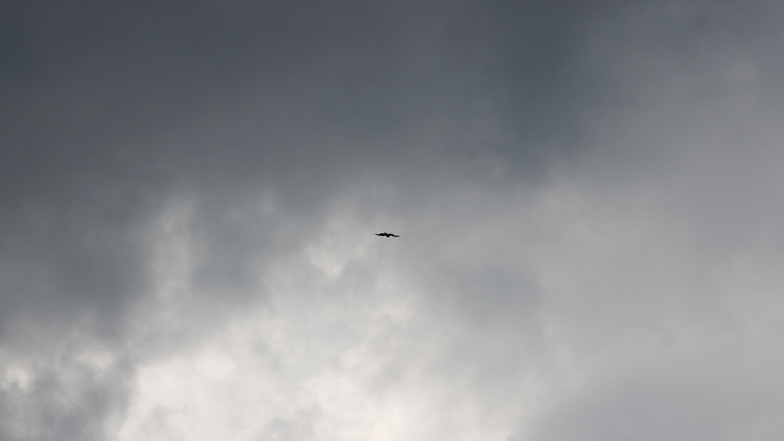 ARCHIV - Ein Raubvogel fliegt am Himmel vor dunklen Wolken. Foto: Rolf Vennenbernd/dpa 20260730064829144.jpg