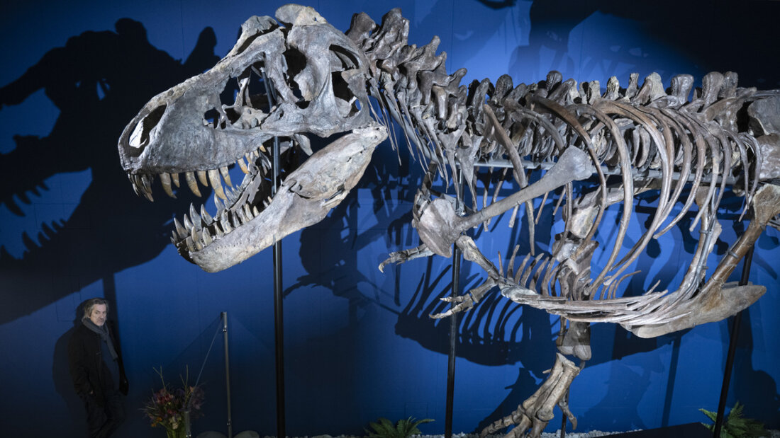 Das Gerippe eines T-Rex- Sauriers im Aathal Dinosaurier Museum in der Schweiz (2024). Eine Tasche aus angeblich aus T-Rex-Kollagenzellen hergestellter T-Rex-Haut konnte bei einer Auktion in Paris keine Abnehmer finden 20260612014416119.jpg