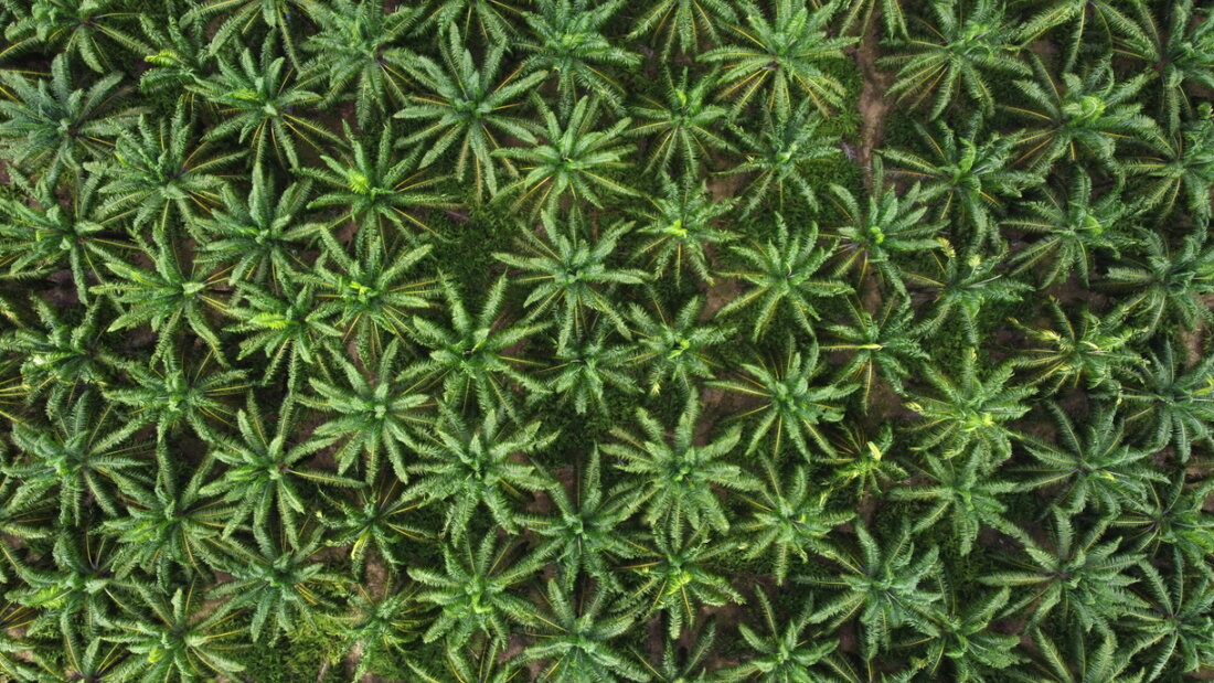 Eine ETH-Studie zeigt: Der Anbau von Ölpalme, Soja und Kokos treibt das Artensterben an. Seit 1995 hat sich der Effekt um 80 Prozent verstärkt, befeuert durch den Konsum. 20260619115743231.jpg