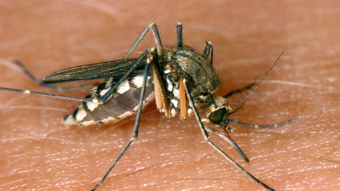 Das West-Nil-Virus wird laut Robert Koch-Institut (RKI) hauptsächlich von Stechmücken zwischen wildlebenden Vögeln übertragen. (Archivbild) 20260928043034911.jpg