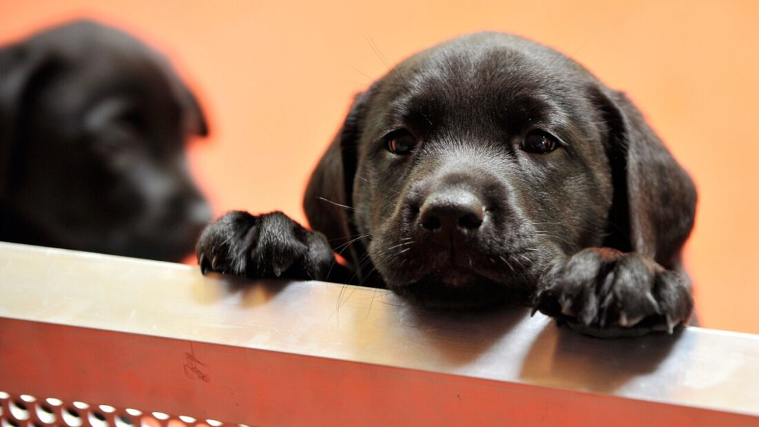 Ein 33-jähriger Mann hat im Internet Hundewelpen mit angeblich Schweizer Herkunft angeboten. Die Tiere stammten in Wahrheit aber aus Südosteuropa. Dafür kommt er nun in Zürich vor Gericht. (Symbolbild) 20260211112144407.jpg