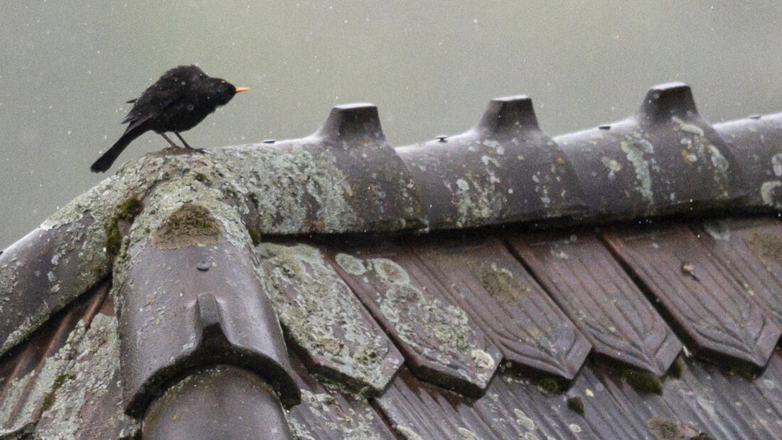 Singvögel wie Amseln zwitschern an Orten mit viel künstlichem Licht länger. (Archivbild) 20250821093014558.jpg