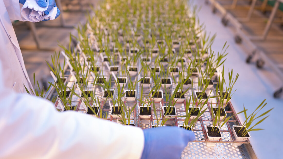 Die Syngenta Gruppe hat im ersten Quartal Umsatz und Profitabilität gesteigert. Der Agrochemiekonzern wuchs in allen vier Geschäftsbereichen und profitierte dabei von Währungseffekten. (Archivbild) 20260430085950434.jpg