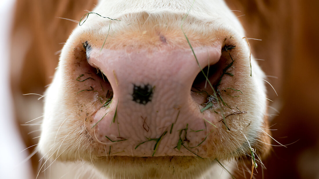 Die Maul- und Klauenseuche kann etwa bei Rindern auftreten. (Symbolbild) 20250404155354008.jpg