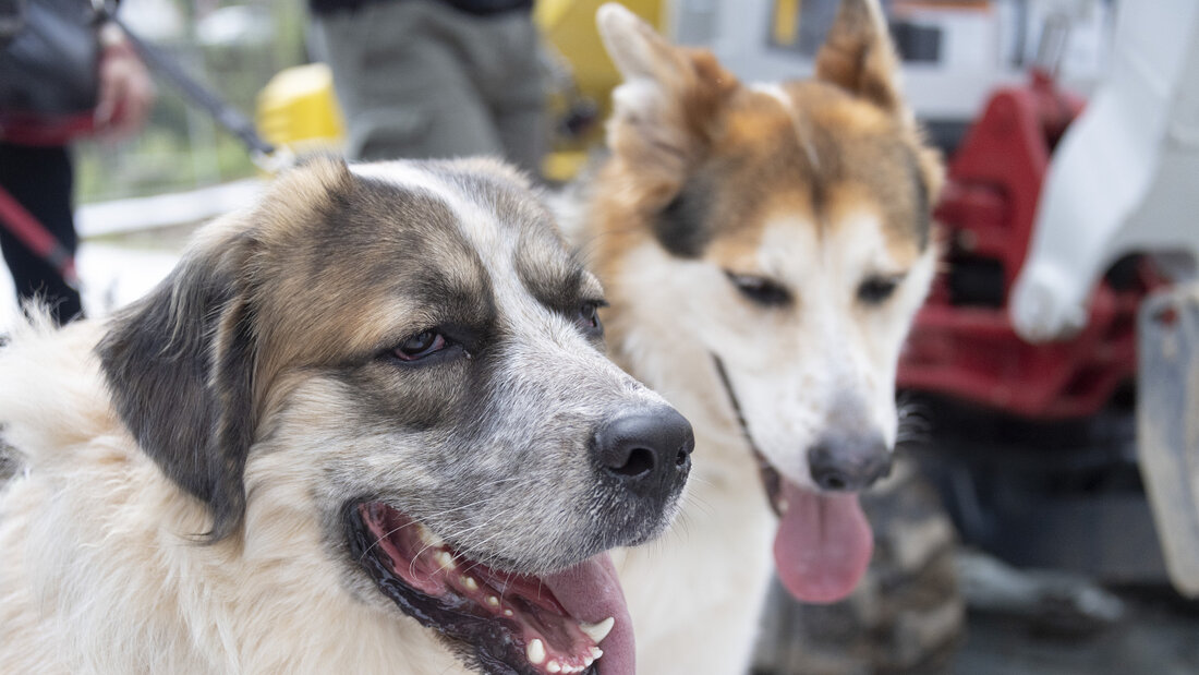 Als wichtigste Ursachen nennt der Verband nicht nur die Aussetzung von Tieren in der Ferienzeit, sondern auch unkontrollierte private Hundezuchten, den zunehmenden Onlinehandel sowie mangelnde Grundkenntnisse vieler Halter. (Symbolbild) 20260723112833685.jpg