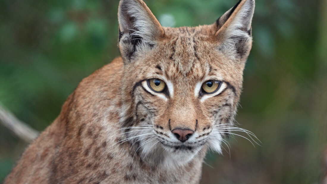 Der Schutz einheimischer Arten sei im Bundesrecht klar verankert, und die Kantone seien verpflichtet, diese Vorgaben umzusetzen, argumentiert der Verein Wildtierschutz Schweiz zugunsten des Luchses. (Archivbild) 20260214161346849.jpg
