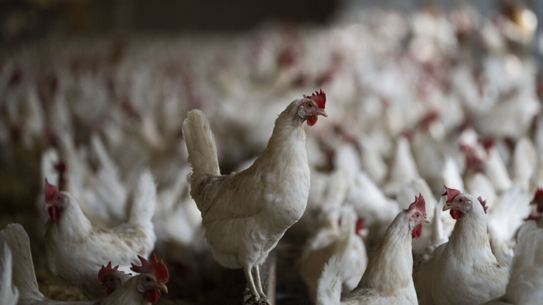 Für Geflügelhaltungen entlang des Bodensees gelten ab Donnerstagabend auf Schweizer Seite verschärfte Hygienemassnahmen. (Symbolbild). 20251113133441999.jpg
