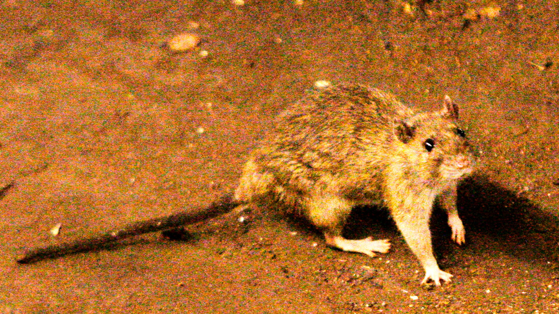 Die Stadtreinigung in New York meldet Erfolge im Kampf gegen Ratten, die Infektionskrankheiten übertragen können. (Archivbild) 20260829044535250.jpg