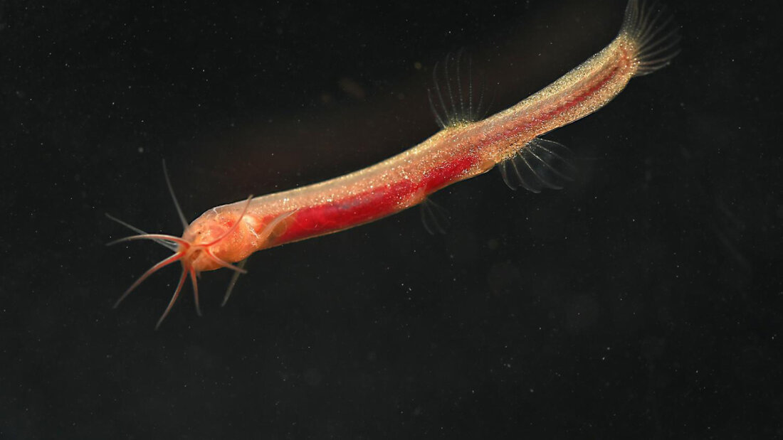 Ein Forscher des Naturhistorischen Museum Bern (NMBE) hat die Fischart "Gitchak nakana" zusammen mit einem internationalen Team entdeckt. 20260303125337269.jpg