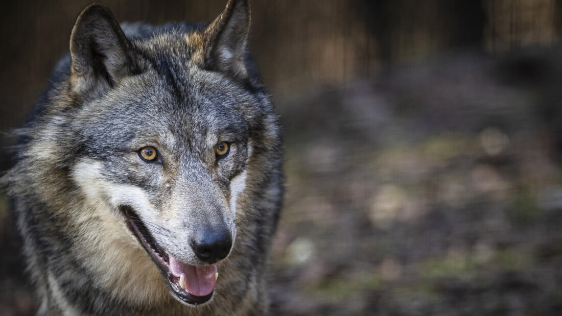 Neuenburger Wolfsschützer fühlen sich vom Kanton zu unrecht angegriffen. Im Bild ein Wolf in einem Wildpark. (Symbolbild) 20251001151252169.jpg