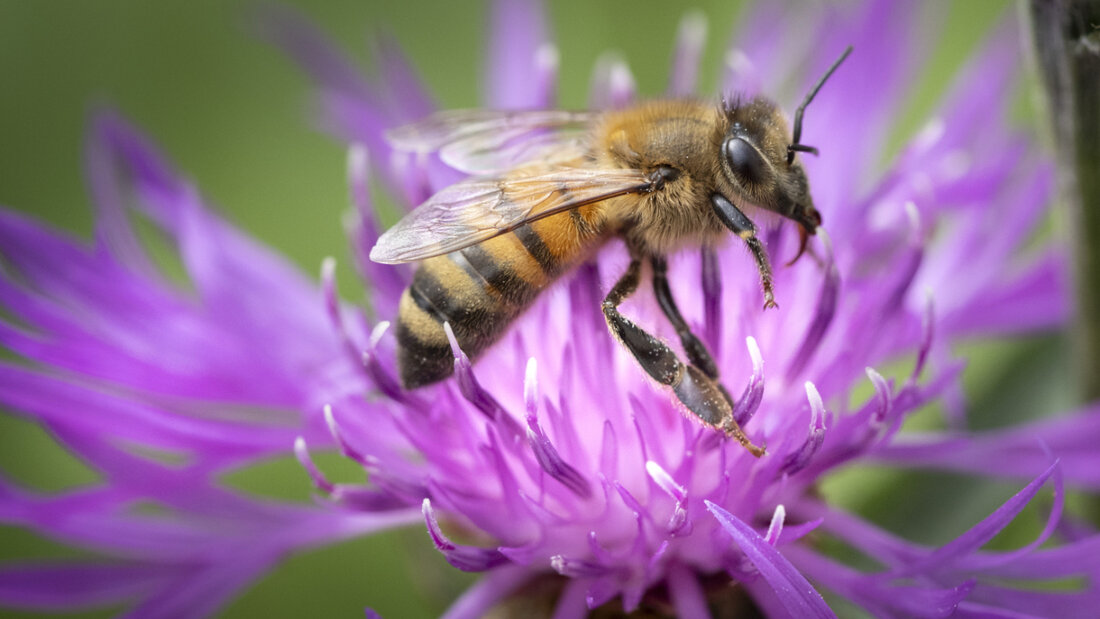 Eine Biene auf einer Wiesen-Flockenblume. Ab heute Dienstag werden Unterschriften gesammelt für eine Volksinitiative für mehr Schutz für Bienen und andere bestäubende Insekten. (Archivbild) 20260519092007046.jpg