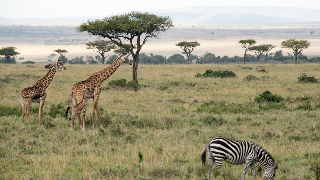 ARCHIV - Giraffen und ein Zebra stehen im Nationalpark. Foto: Gioia Forster/dpa 20261005145629239.jpg
