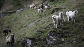 KEYSTONE/GIAN EHRENZELLER 20251217134202950.jpg