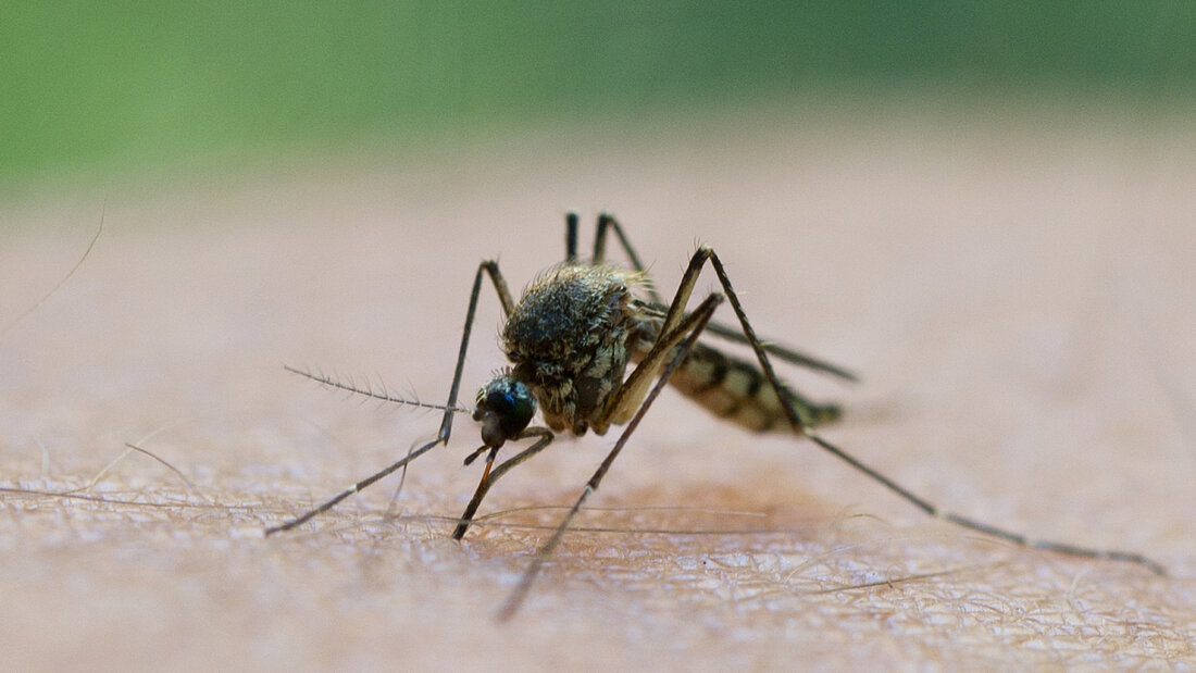 Das West-Nil-Virus wird laut dem Robert Koch-Institut hauptsächlich von Stechmücken zwischen wildlebenden Vögeln übertragen. Die Mücken könnten aber auch Menschen infizieren. (Archivbild) 20260808042647981.jpg