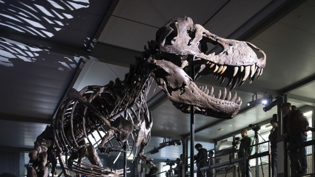 Das erste echte T.-Rex-Skelett der Schweiz mit dem Namen "Trinity" wurde im Sauriermuseum Aathal ausgestellt. (Archivbild) 20260916082300287.jpg